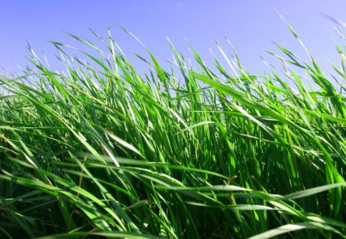 house with healthy grass, deep watering, sprinkler